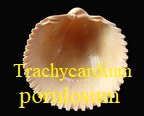 Trachycardium porulosum, Lamarck